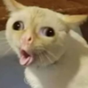 Meet your Posher, Jayme